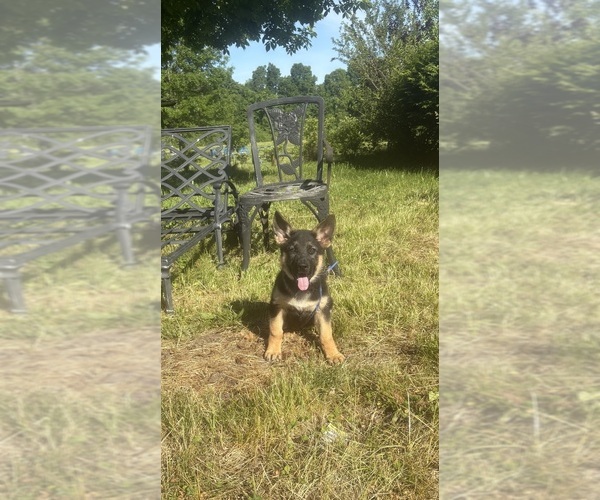 Medium Photo #10 German Shepherd Dog Puppy For Sale in SUMPTER TWP, MI, USA