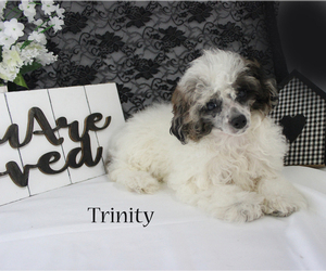 Poodle (Miniature) Puppy for sale in CHANUTE, KS, USA