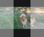 Small Photo #1 Maltipom Puppy For Sale in HUDSON, MA, USA