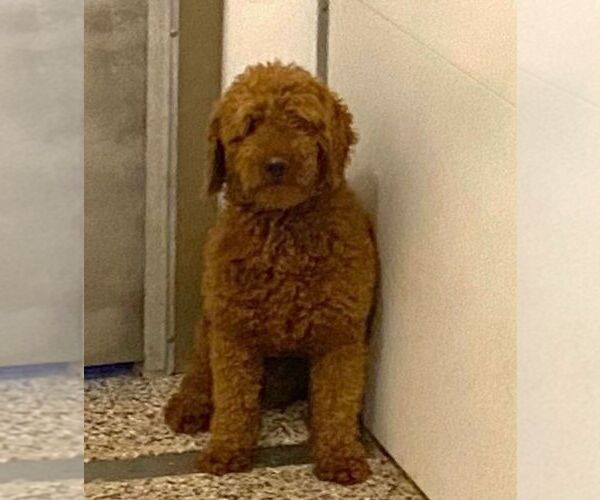 Medium Photo #1 Goldendoodle (Miniature) Puppy For Sale in LEOLA, PA, USA