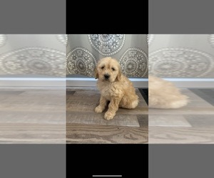 Goldendoodle Puppy for sale in JACKSON, MO, USA