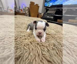 Boston Terrier Puppy for sale in FREDONIA, KS, USA