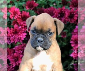 Boxer Puppy for sale in LEBANON, PA, USA