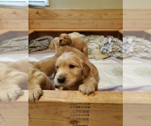 Golden Irish-Golden Retriever Mix Puppy for sale in KELSO, WA, USA