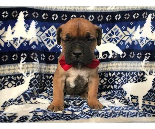 Medium Photo #4 Boerboel Puppy For Sale in CHRISTIANA, PA, USA