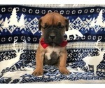 Small Photo #4 Boerboel Puppy For Sale in CHRISTIANA, PA, USA