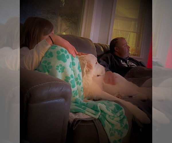 Medium Photo #4 Great Pyrenees Puppy For Sale in Hewitt, NJ, USA