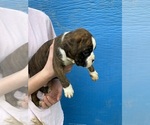 Small Photo #10 Boxer Puppy For Sale in LINTON, IN, USA