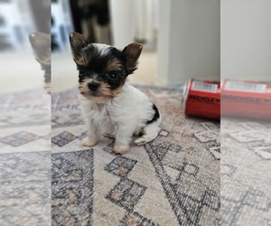 Yorkshire Terrier Puppy for sale in SALEM, OR, USA