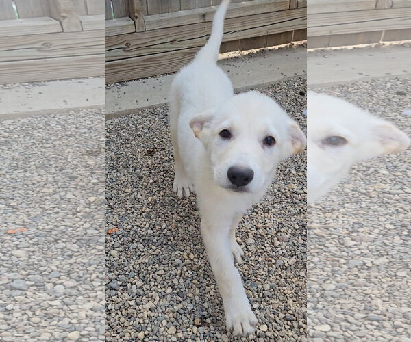 Medium Photo #2 Mutt Puppy For Sale in Estherville, IA, USA