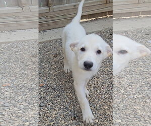 Pita - Male Mutt Dog for Adoption - Photo #2