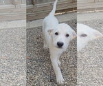 Small #1 Mutt