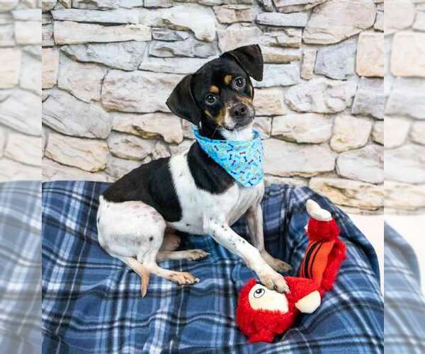 Medium Photo #6 Puggle Puppy For Sale in Kennesaw, GA, USA