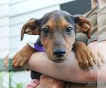 Small #1 Labrador Retriever Mix