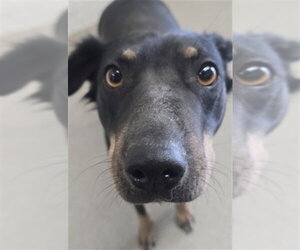 German Shepherd Dog-Unknown Mix Dogs for adoption in San Bernardino, CA, USA