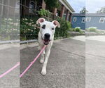 Small Photo #7 Boxer-Unknown Mix Puppy For Sale in Germantown, OH, USA