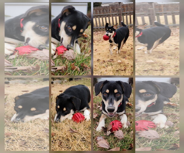 Medium Photo #4 Mutt Puppy For Sale in Doylestown, PA, USA