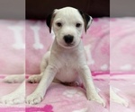 Puppy 0 Parson Russell Terrier