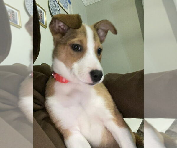 Medium Photo #3 Australian Shepherd-Unknown Mix Puppy For Sale in Springdale, PA, USA