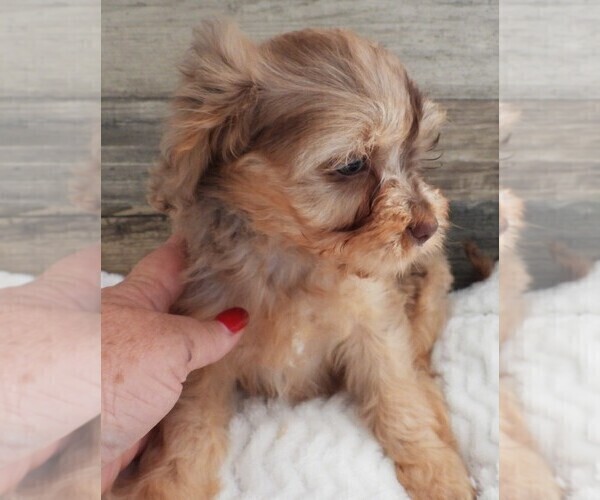 Medium Photo #7 Cavapoo Puppy For Sale in CARLISLE, KY, USA