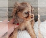 Small #6 Cavapoo