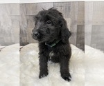 Small Photo #2 Bernedoodle Puppy For Sale in PRESCOTT, WA, USA