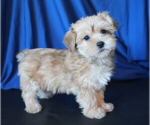 Morkie Puppy for sale in ROCK VALLEY, IA, USA
