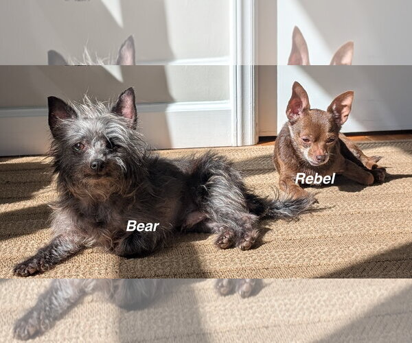 Medium Photo #5 Chihuahua Puppy For Sale in Cary, NC, USA