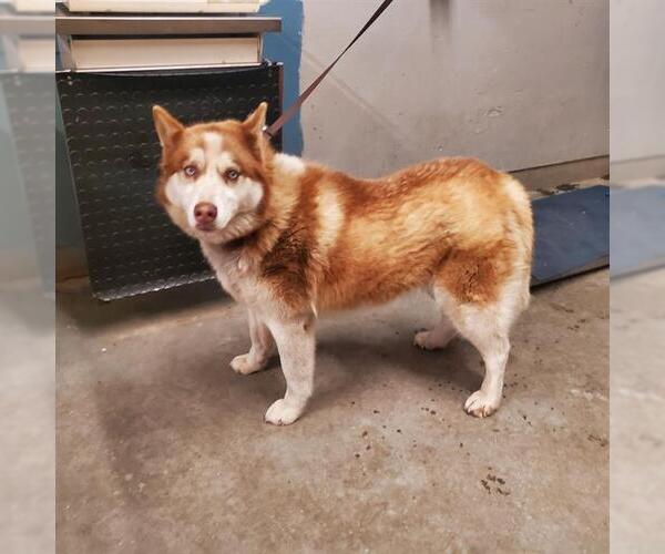 Medium Photo #1 Siberian Husky Puppy For Sale in Camarillo, CA, USA