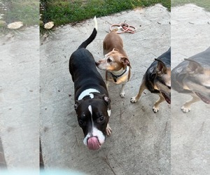 Duke - Male American Pit Bull Terrier-Border Collie Mix Dog for Adoption - Photo #5