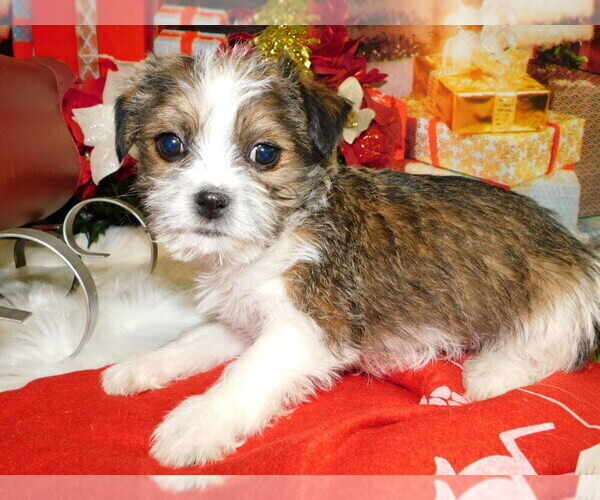 Full screen Photo #4 Jack Russell Terrier-Shih Tzu Mix Puppy For Sale in HAMMOND, IN, USA
