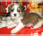 Small #3 Jack Russell Terrier-Shih Tzu Mix