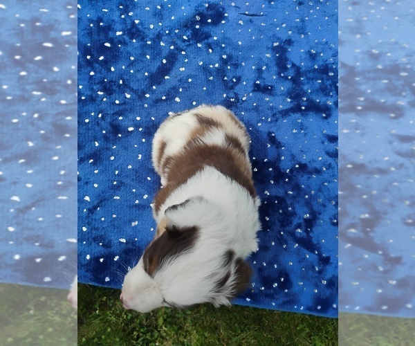 Medium Photo #5 Miniature American Shepherd Puppy For Sale in MONTGOMERY CITY, MO, USA