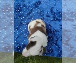 Small #4 Miniature American Shepherd