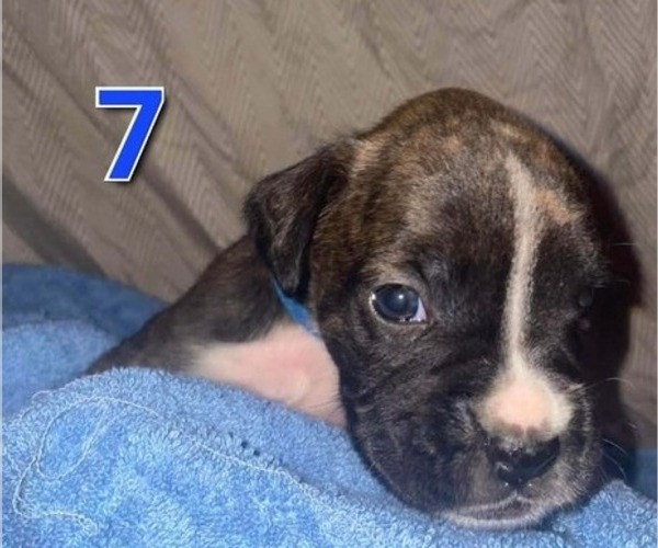 Medium Photo #4 Boxer Puppy For Sale in PULASKI, NY, USA