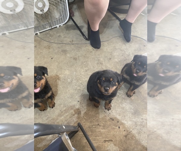 Medium Photo #4 Rottweiler Puppy For Sale in SPLENDORA, TX, USA