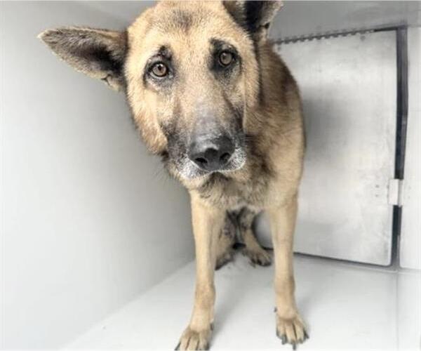 Medium Photo #1 German Shepherd Dog-Unknown Mix Puppy For Sale in Houston, TX, USA