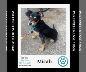 Miniature Pinscher-Unknown Mix Dogs for adoption in Kimberton, PA, USA