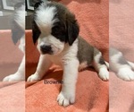 Puppy 4 Saint Bernard