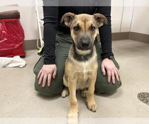 German Shepherd Dog-Unknown Mix Dogs for adoption in McKinleyville, CA, USA