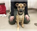 Small German Shepherd Dog Mix