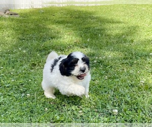Zuchon Puppy for sale in MOUNT PLEASANT, MI, USA