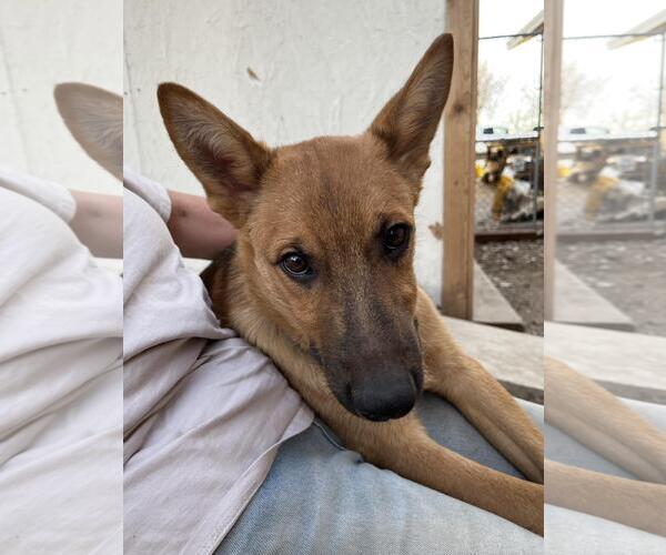 Medium Photo #4 Mutt Puppy For Sale in Incline Village, NV, USA