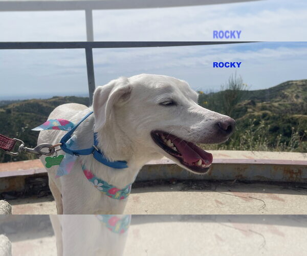 Medium Photo #4 Labrador Retriever-Unknown Mix Puppy For Sale in Woodland Hills, CA, USA