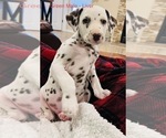 Small Photo #3 Dalmatian Puppy For Sale in AMARILLO, TX, USA