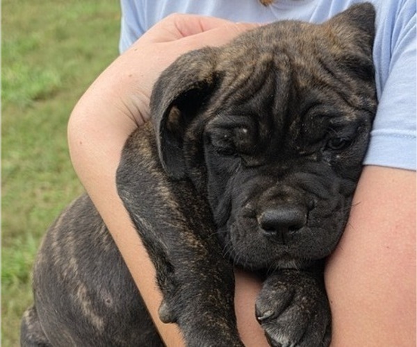 Medium Photo #15 Cane Corso Puppy For Sale in MOORESBORO, NC, USA