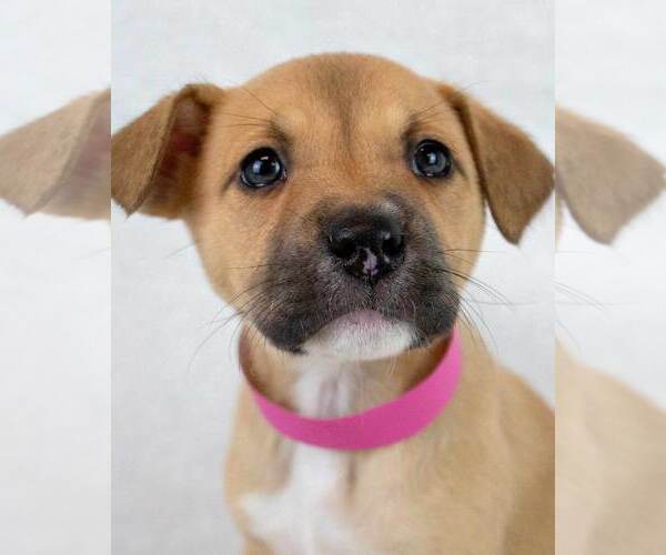 Medium Photo #1 Mutt Puppy For Sale in Kennesaw, GA, USA