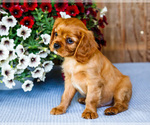 Small Photo #10 Cavalier King Charles Spaniel Puppy For Sale in WAKARUSA, IN, USA