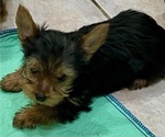 Small #4 Yorkshire Terrier