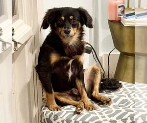 Chihuahua-Unknown Mix Dogs for adoption in Spring Lake, NC, USA